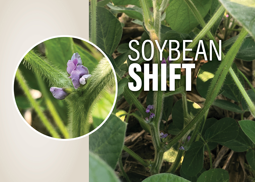 Soybean Shift Tips to Plant Early Soybeans Ag